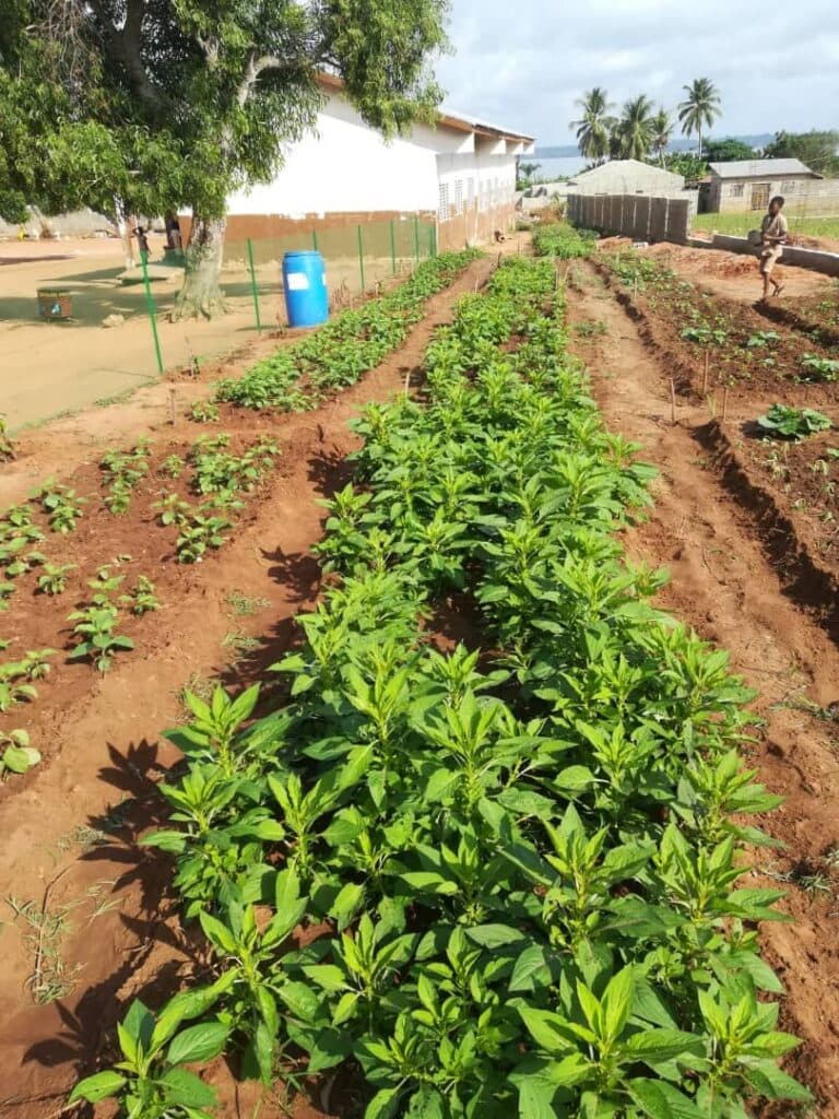 Educational garden project in Benin
